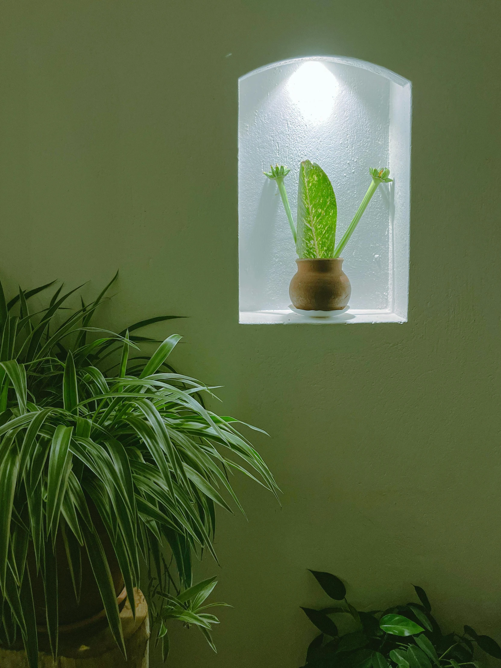 a room with a plant and potted plants