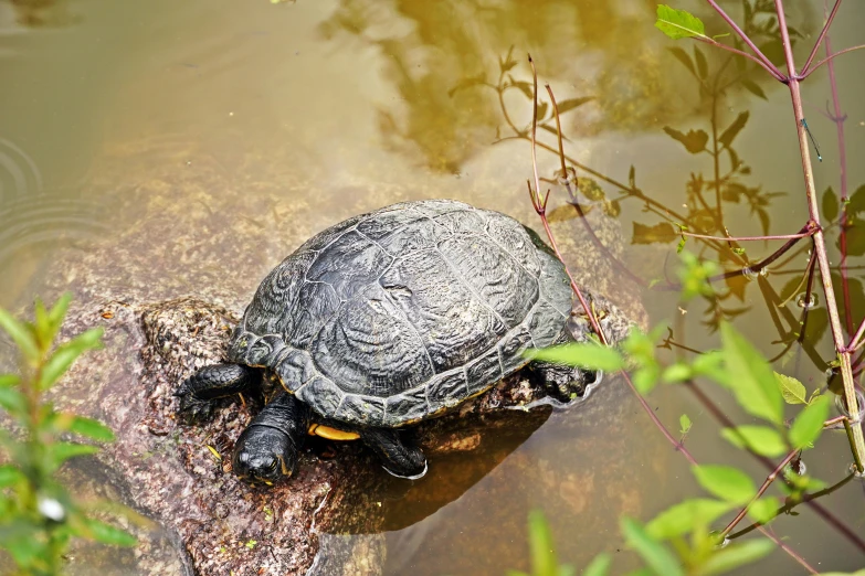 a turtle resting on a nch in a pond