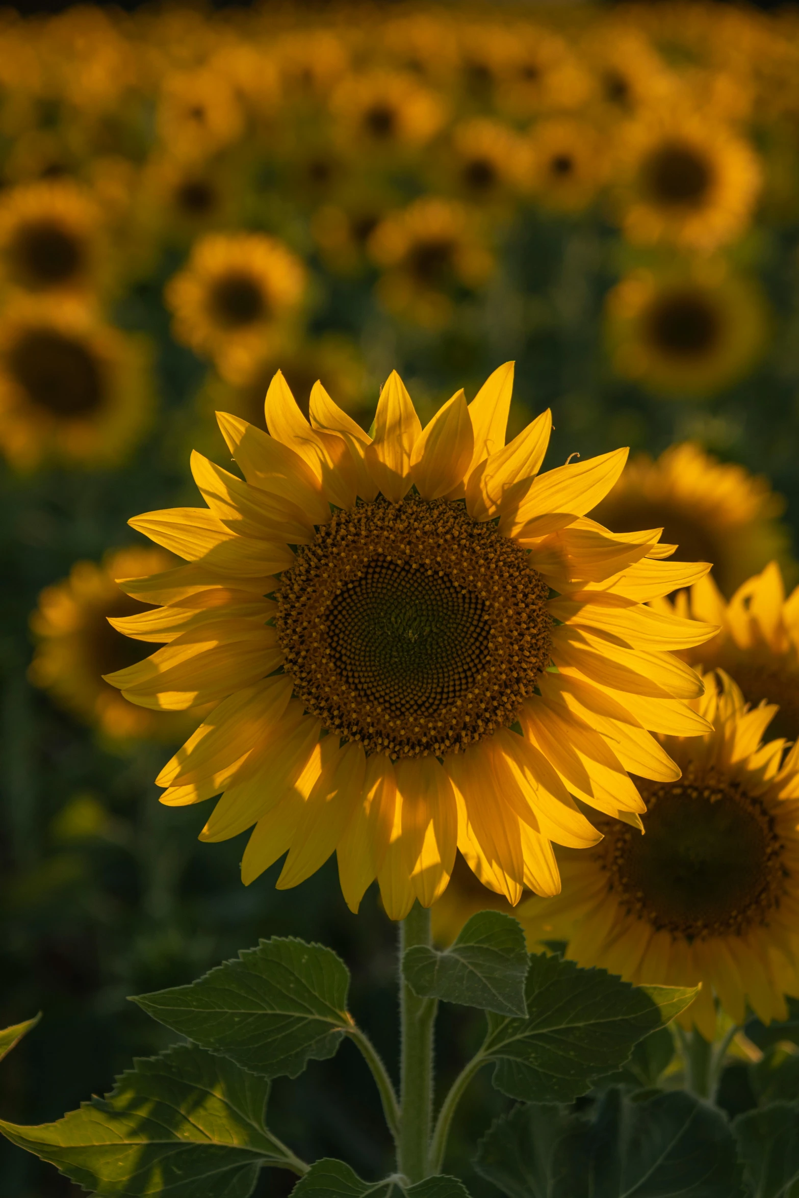 the sunflowers are blooming, but they still have leaves