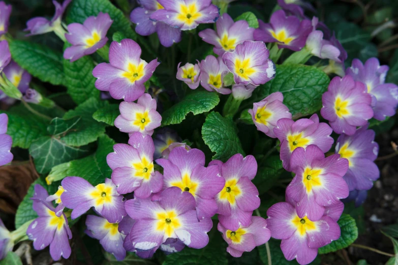 the purple flowers are in a cluster together