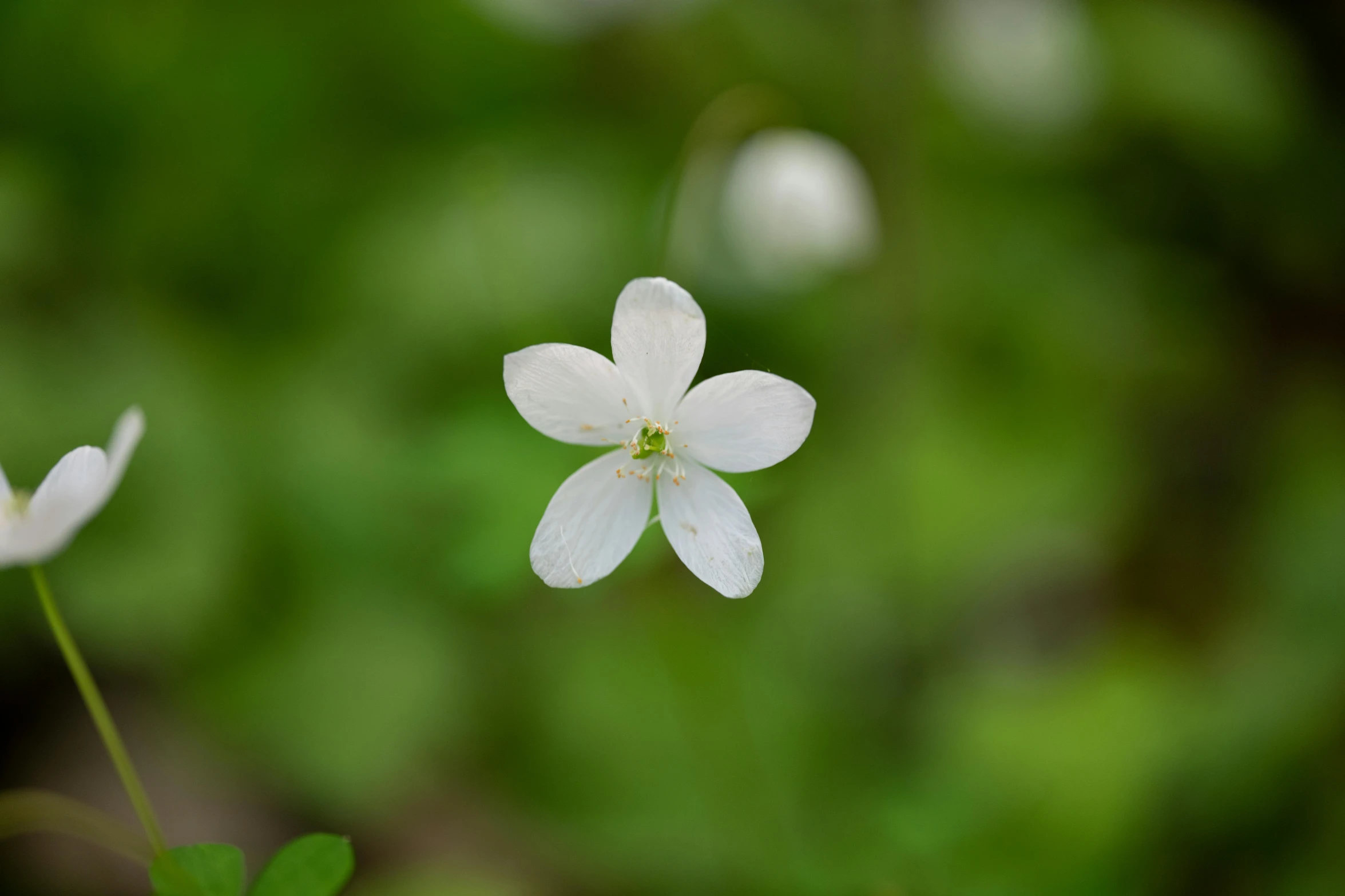 two small white flowers on a stem