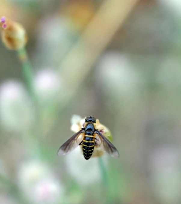 a bee is flying into a field with white flowers