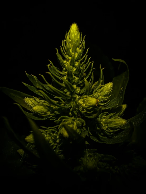 closeup of a plant with several buds lit up against black background