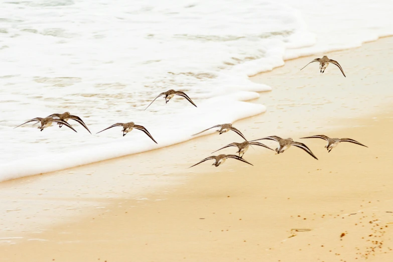 seagulls fly across the sand at the ocean shore