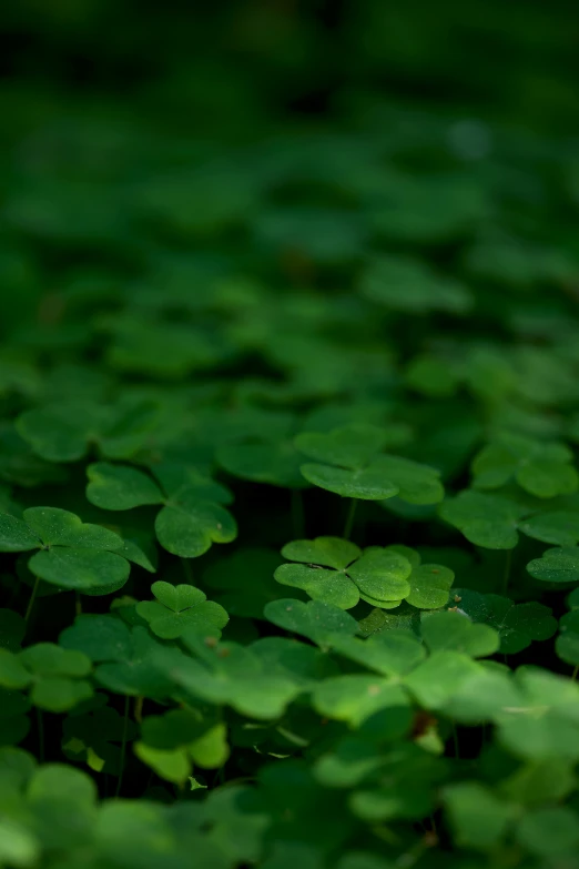 some green plants are growing in the grass