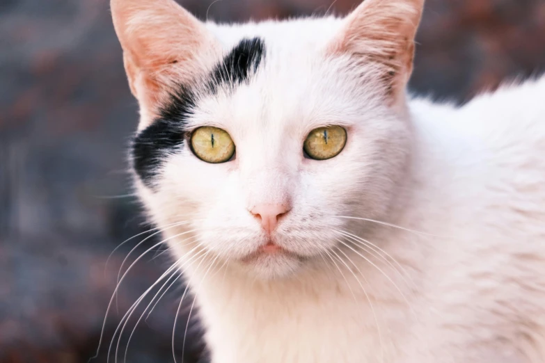 a cat looking straight into the camera with green eyes