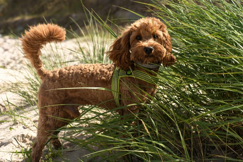 a brown dog is standing by some bushes