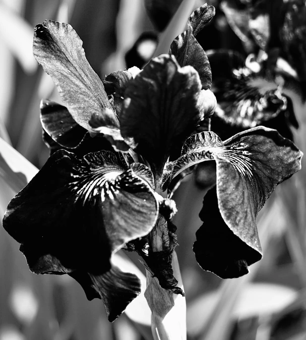a black and white image of a dead flower