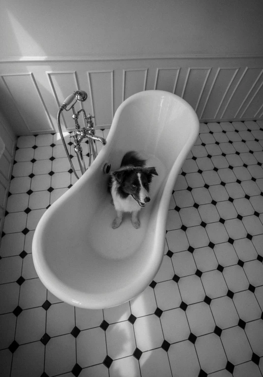 a little dog in the bath tub of a bathroom