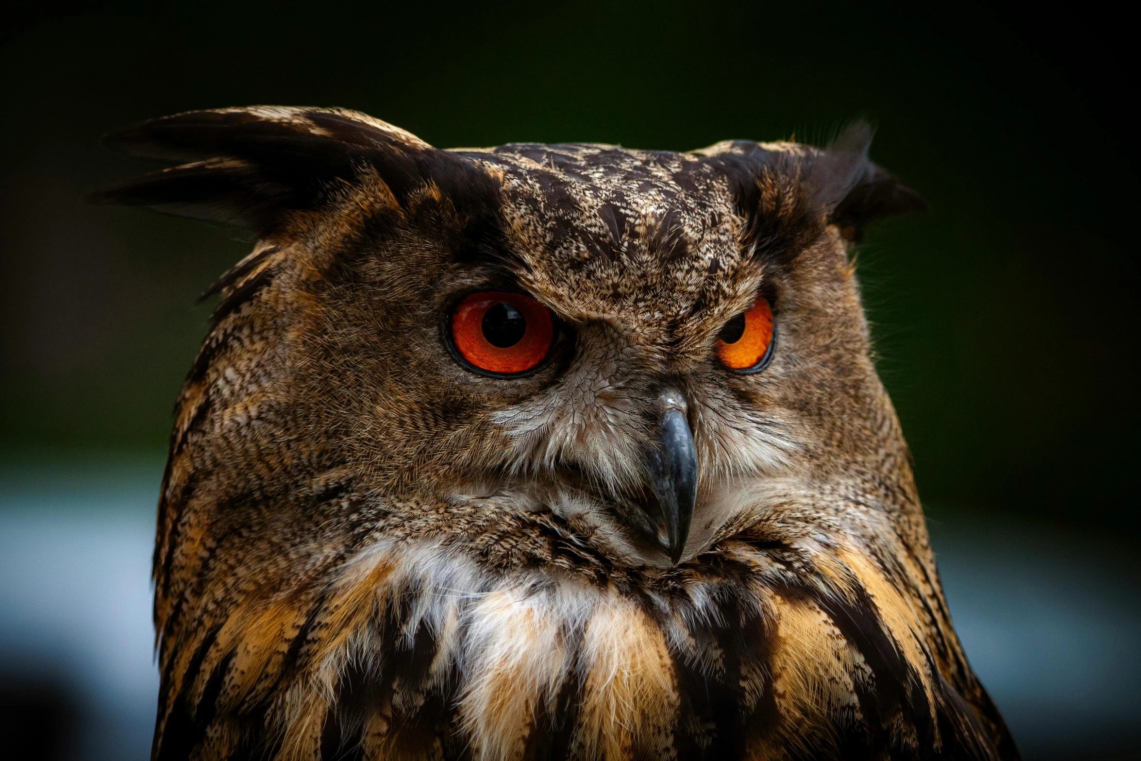 the large owl is with bright orange eyes