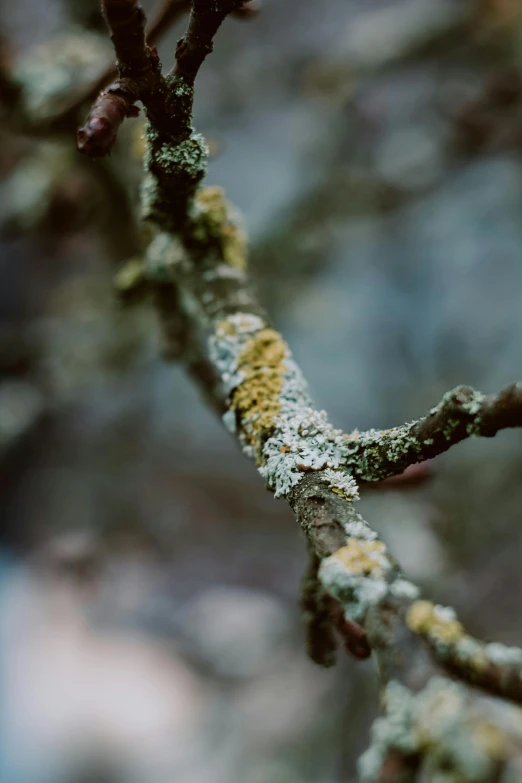 small, green nch with yellow and white spots