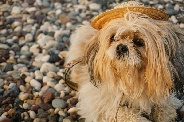 a dog wearing a straw hat and leash on a rocky beach