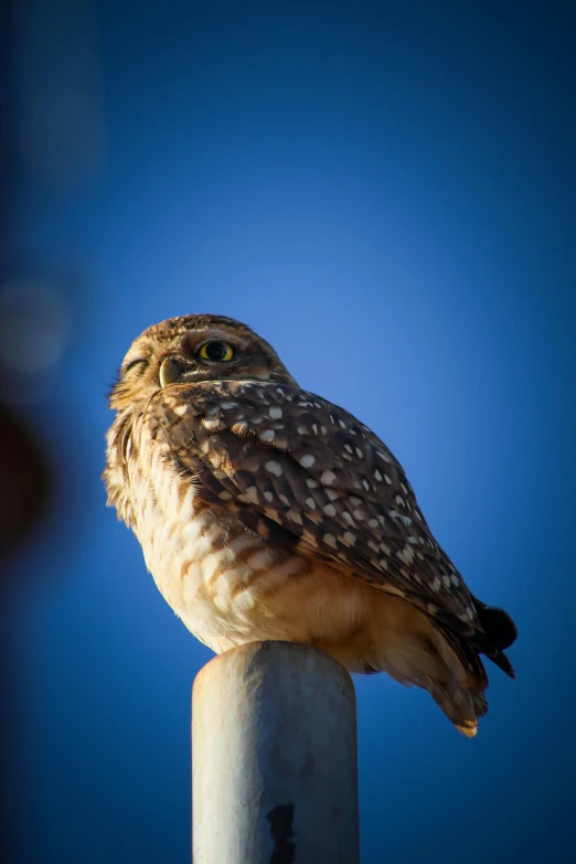 an owl sitting on top of a wooden pole