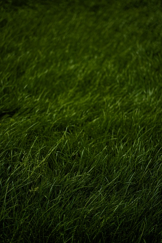 a bird that is standing in the grass