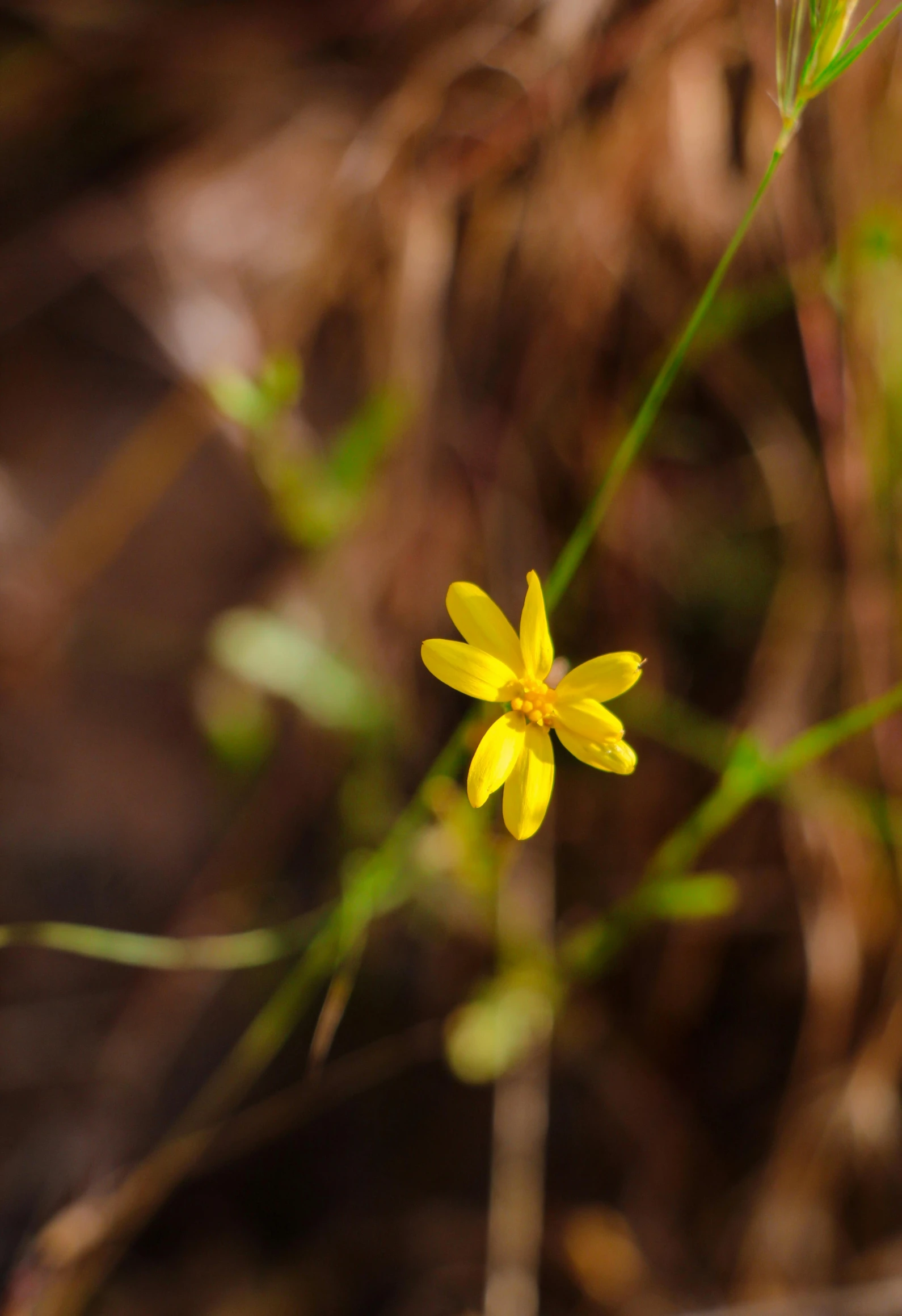 a yellow flower is on the tall grass