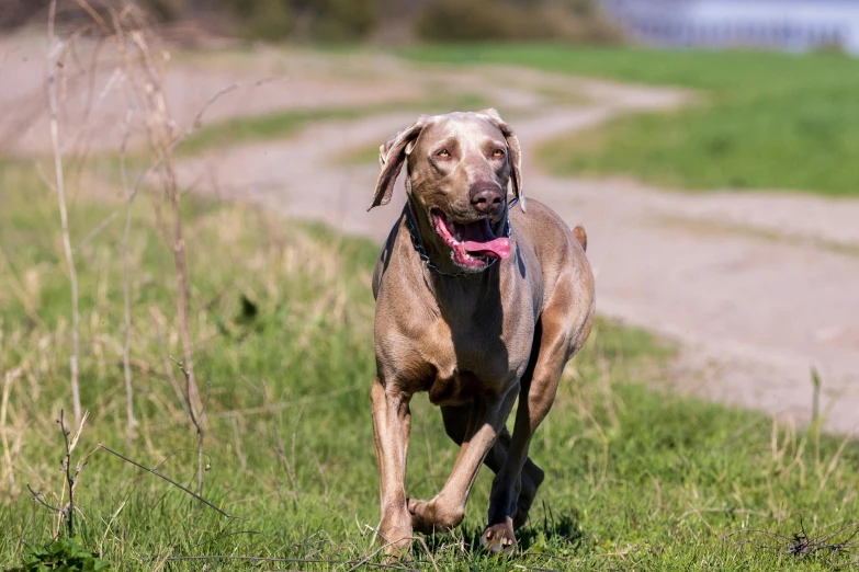 a dog walking down a road with a leash