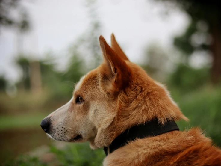 a large brown dog laying in the grass