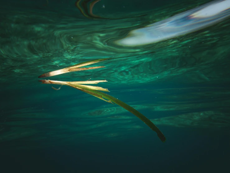 a large object floats under the surface of blue water