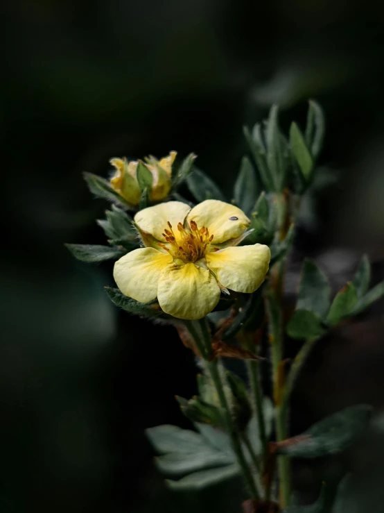 yellow flowers with lots of green leaves on them