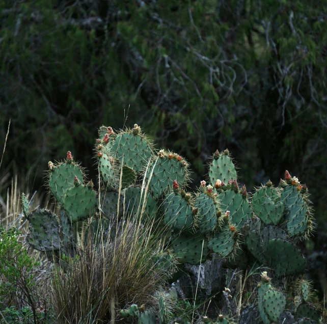 a close up s of cactus's on the side of the road