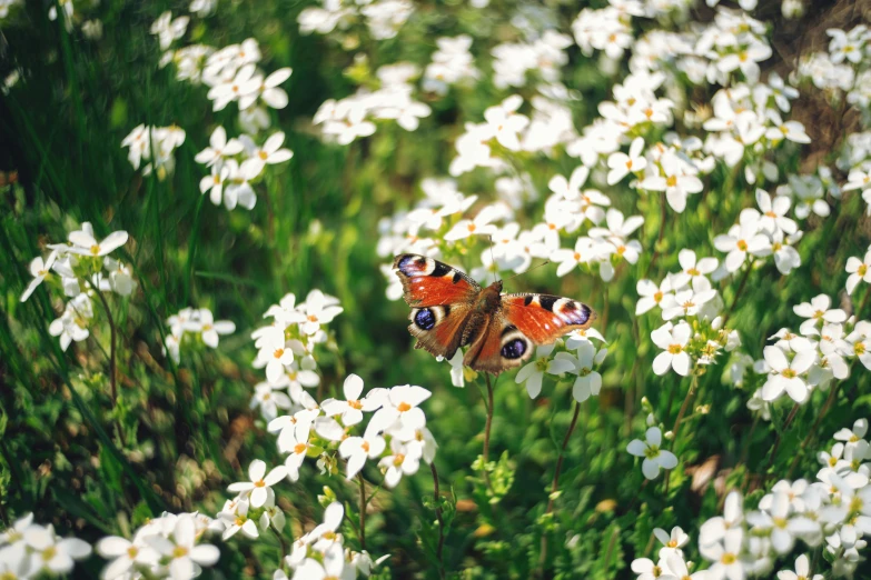 a close up of a erfly on white flowers