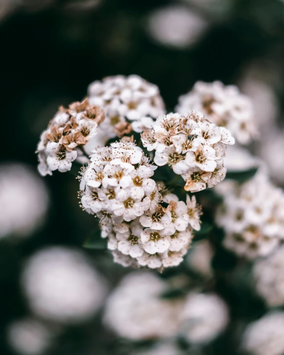 an image of a white flower bunch