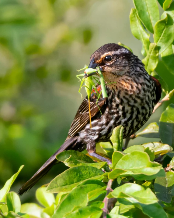 a little bird is eating some leaves off of a tree