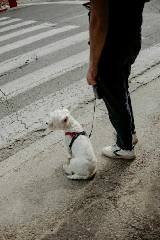 a person walking a small white dog down a road