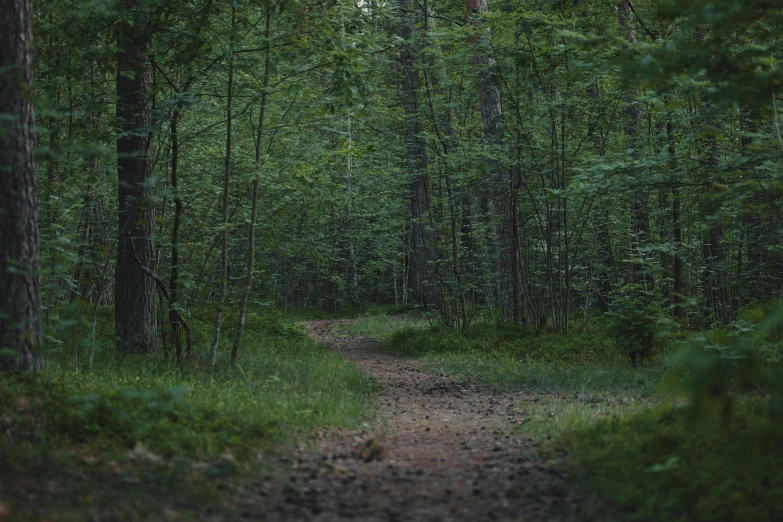 a path that is going through a lush green forest