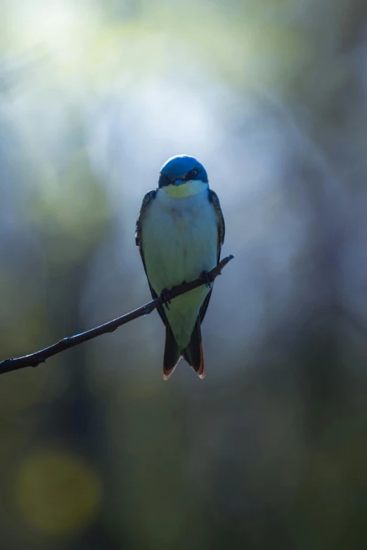 the bird is perched on a twig