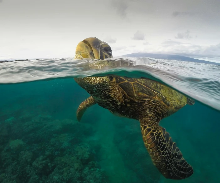 a close up view of an underwater turtle swimming in clear water