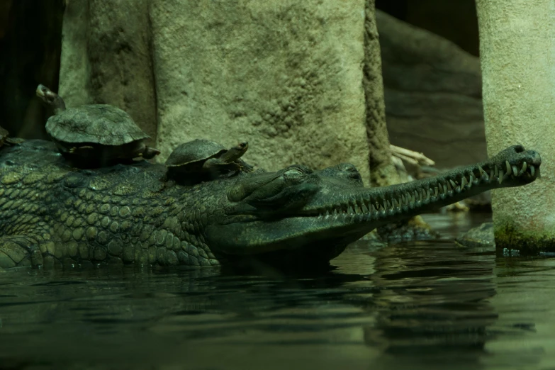 alligators with their heads up in water looking down at each other