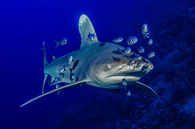 a shark swimming through deep blue water