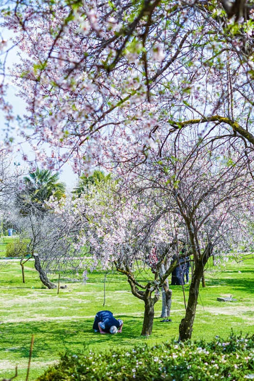 a man crouches in the grass behind a line of pink flowering trees