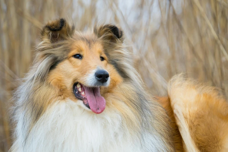 a rough collie with his tongue out outside