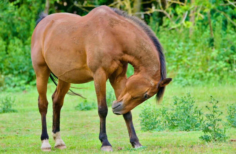 an horse with short legs and a mane grazing in the pasture