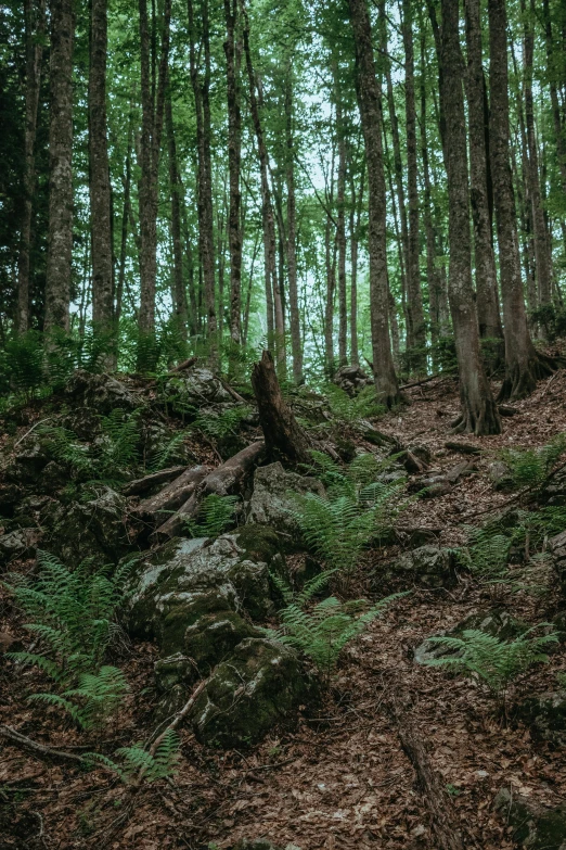 a view of some green plants and trees with no people