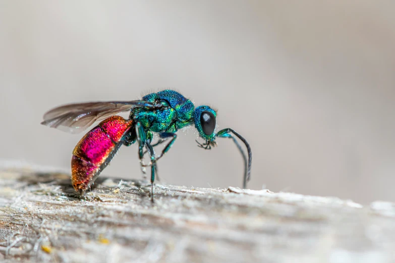 a close up view of a fly with wings