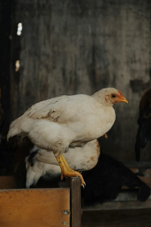 a white chicken standing on top of a wooden box