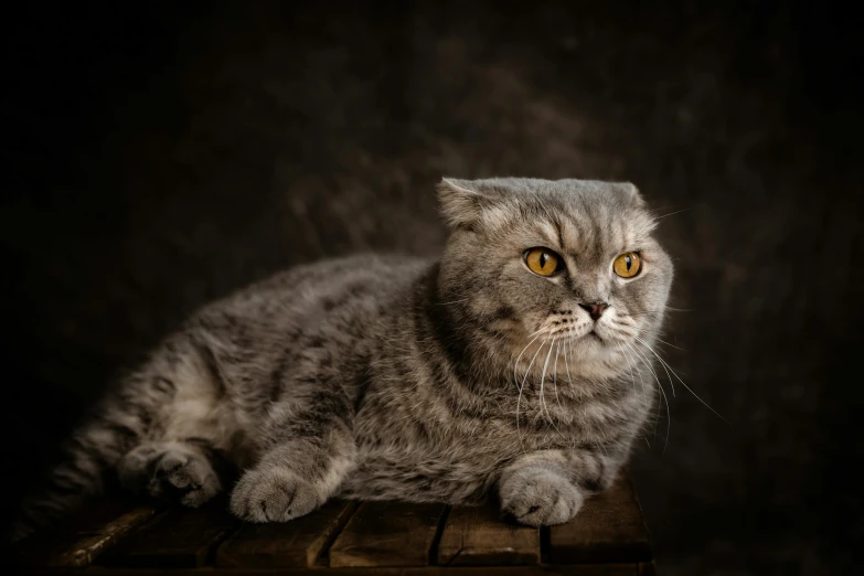 a grey cat laying on top of a wooden box