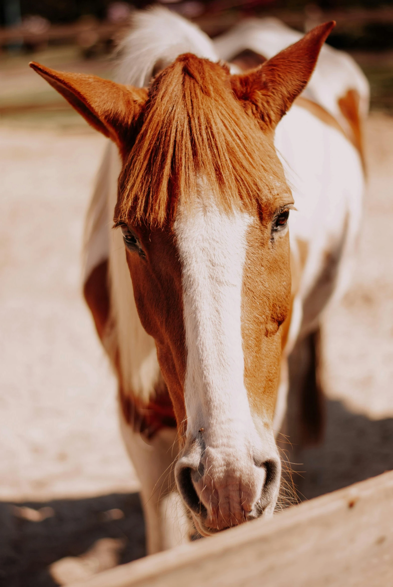 a horse standing in the dirt behind a wooden fence