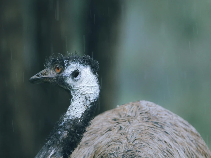 a large bird with a long neck and white feathers