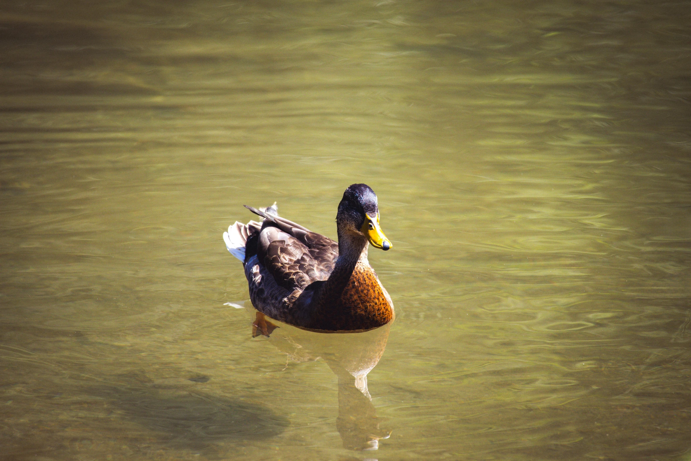 a duck floating in green and gold colored water