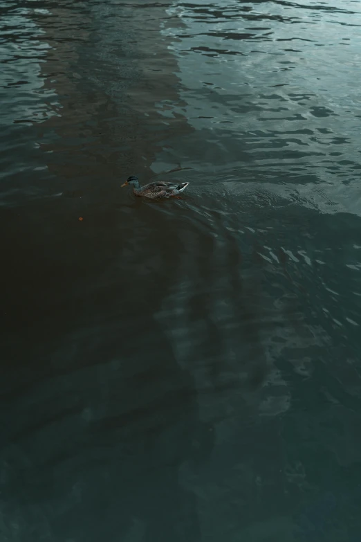 two ducks floating on the water in front of buildings