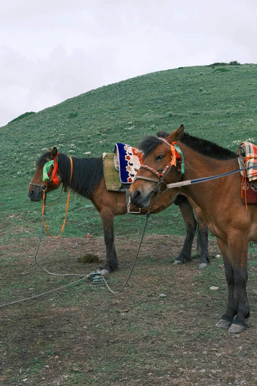 two horses that are tied to the side of a hill