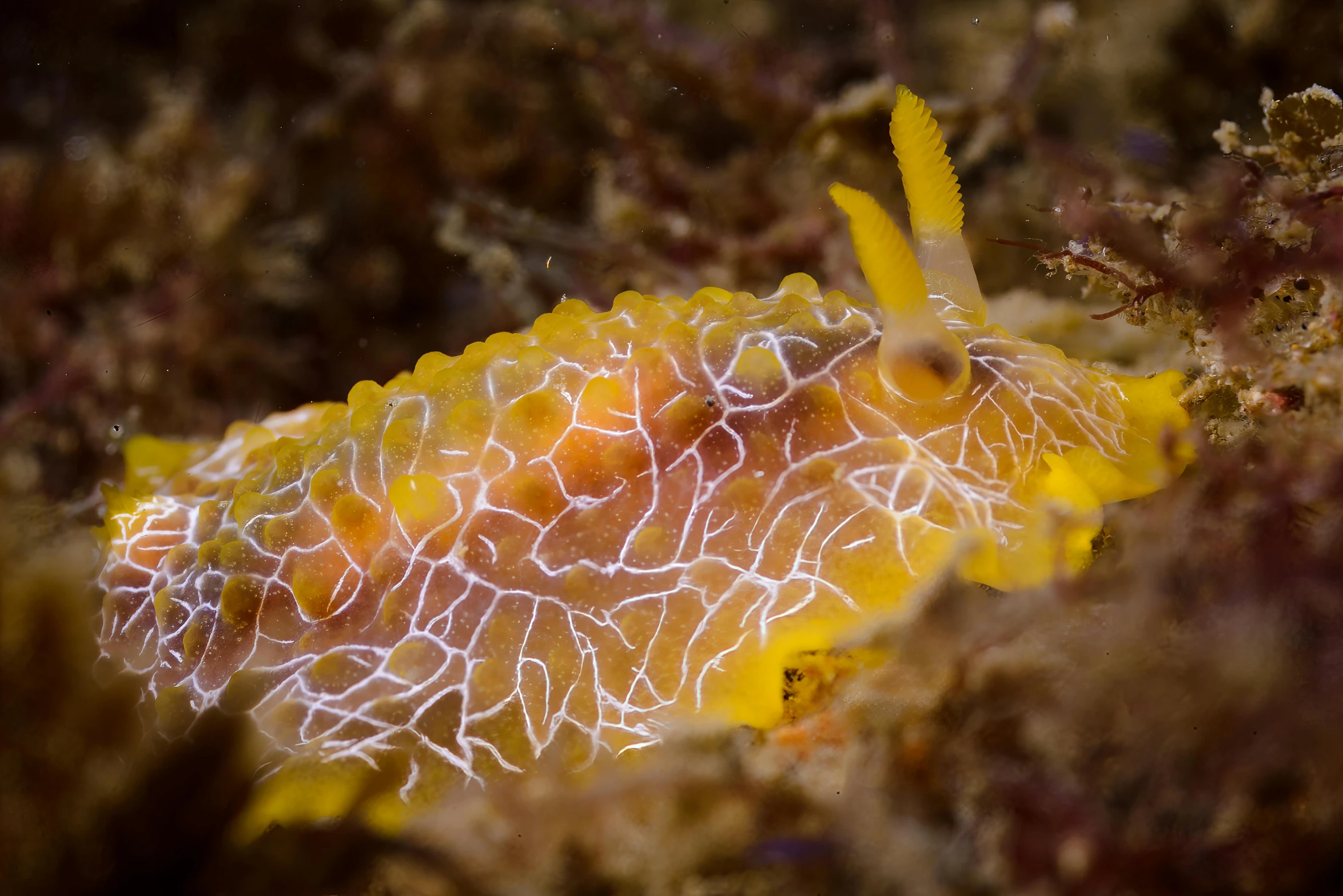 a sea plant that looks like it has white lines on it