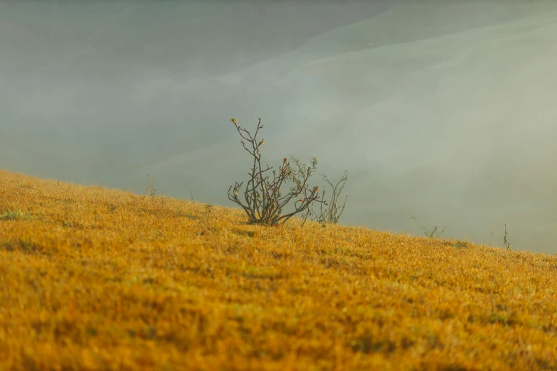 a lone tree on top of a hill in the fog