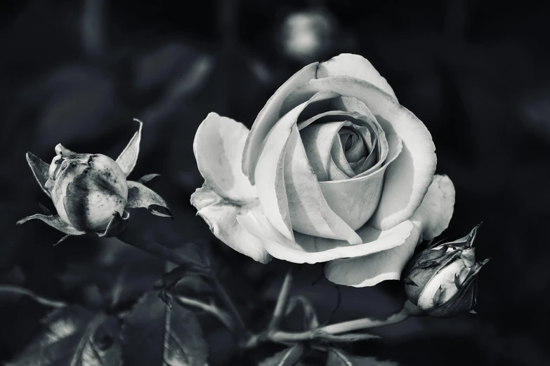 a white rose sits in a black and white po