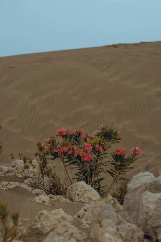 desert plants and rocks in the sand