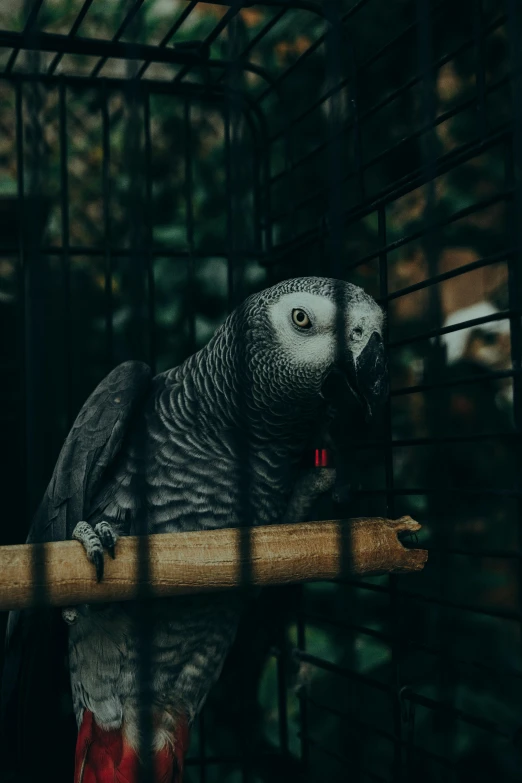 a parrot perched on top of a wooden stick inside of a cage